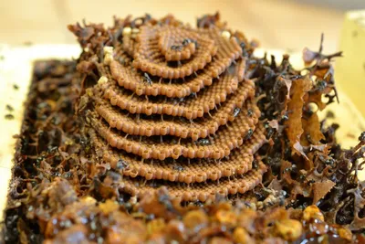 Улей с пчелами: красота и функциональность