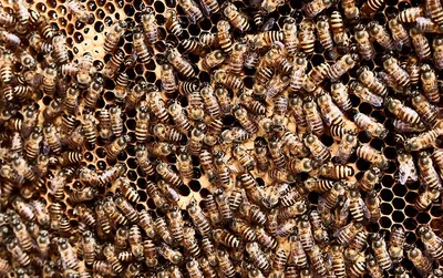 Фотографии улья с пчелами, которые вас поразят