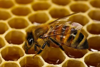 Фотографии пчел и их дома