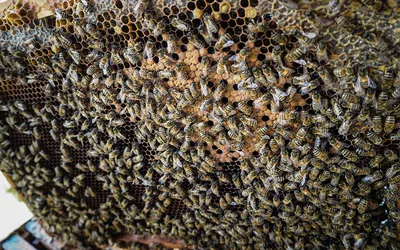 Великолепие улья с пчелами на фото
