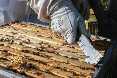 Фотографии улья с пчелами, которые рассказывают историю