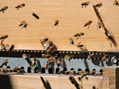 Улей с пчелами: гармония и трудолюбие на фото