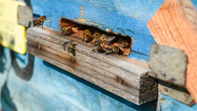 Фотографии пчел и их удивительных ульев
