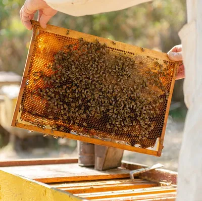 Взгляните на фото улья с пчелами и ощутите их энергию