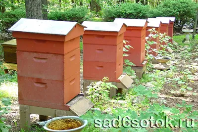 Фотографии улья с пчелами, которые вдохновляют