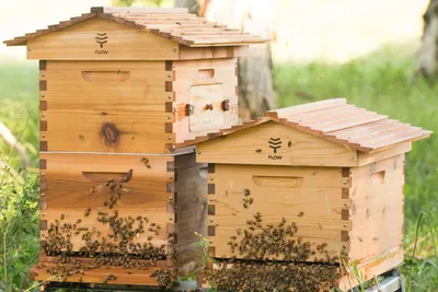 Улей с пчелами: симбиоз природы и труда на фото