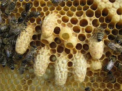 Фото улья с пчелами: выберите размер и скачайте в WebP