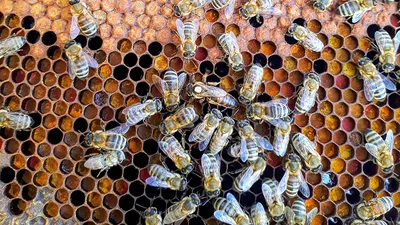 Фотографии пчел и их уникальных ульев