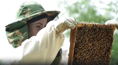 Фотографии улья с пчелами, которые рассказывают историю