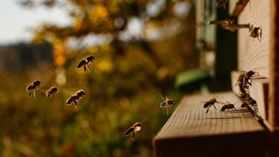 Улей с пчелами: место, где рождаются чудеса