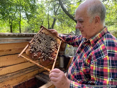 Фотографии улья с пчелами, которые вдохновляют