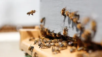 Улей с пчелами: маленький мир, большие возможности