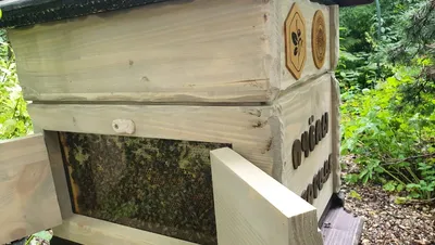 Фото улья с пчелами в HD качестве