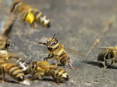 Красочные изображения улья с пчелами