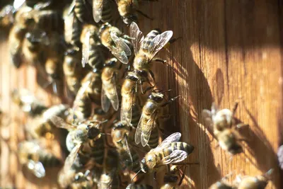 Фотографии пчел и их ульев