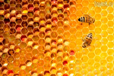 Улей с пчелами на фото