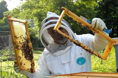 Фотографии пчеловодства в 2024 году