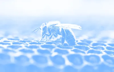 Арт-фото улья с пчелами
