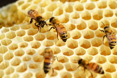 Фото пчеловода с ульем в JPG