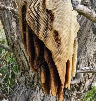 Фото улья с пчелами: новое изображение в формате JPG