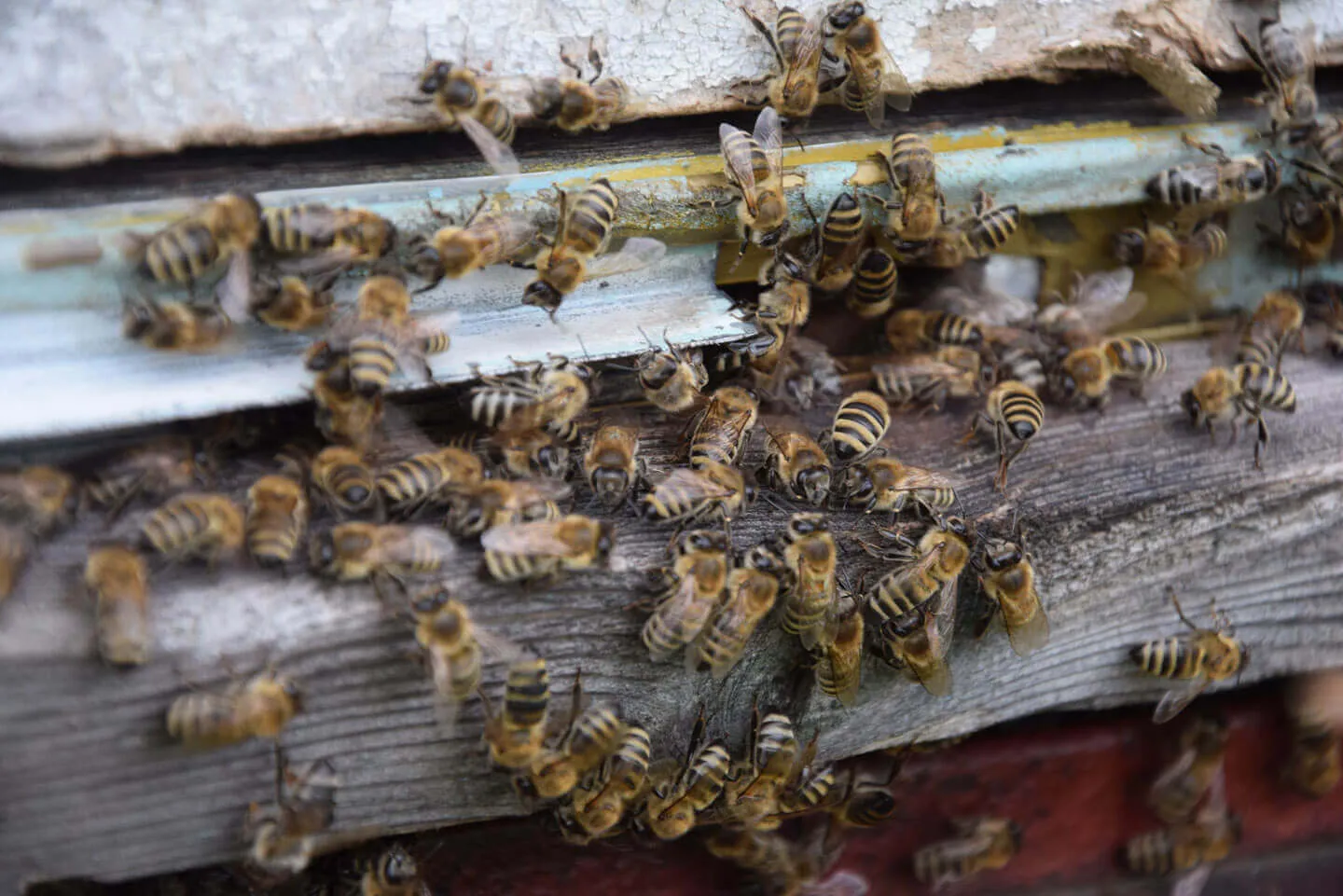 Пчёлы в культуре — Википедия