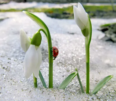 Фотографии, которые покажут вам всю красоту весны.