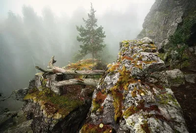 Фото лесов Уральских гор - бесплатно и легко скачать