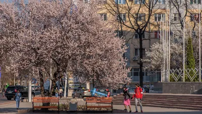 Урюк дерево: самые красивые фото на андроид 