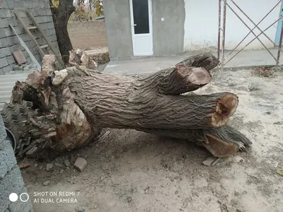 Фотография урюк дерева: откройте для себя восточную красоту 