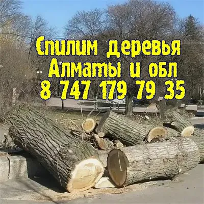 [83+] Урюк дерево фото