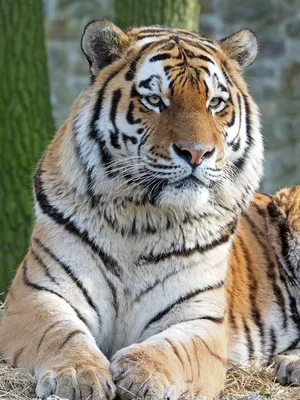 Уссурийский тигр  фото