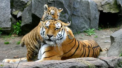 Фото Уссурийский тигр в формате png