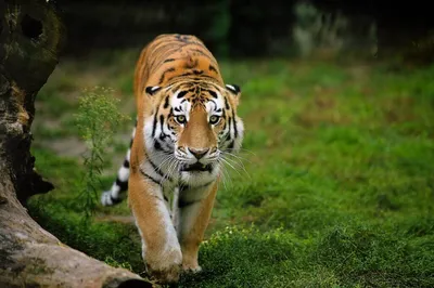 Фотография Уссурийский тигр в webp