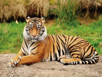 Фотка Уссурийский тигр в png