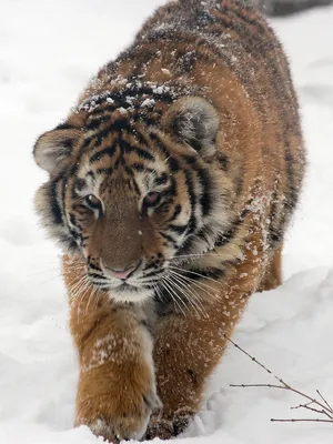 Фотка Уссурийский тигр в webp