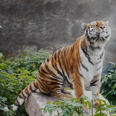 Фото уссурийского тигра с возможностью выбора размера (jpg)
