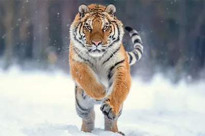 Фото Уссурийский тигр в формате webp
