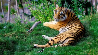 Картинка уссурийского тигра с выбором размера (jpg)