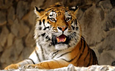 Изображение уссурийского тигра с выбором размера (webp)