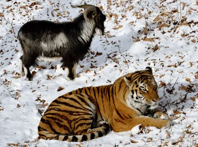 Фотография уссурийского тигра с выбором размера (webp)