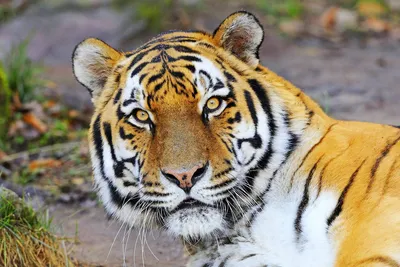 Фотка уссурийского тигра с выбором размера (jpg)