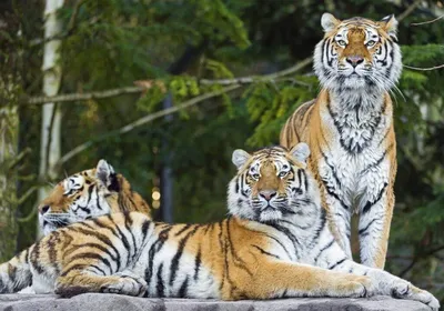 Уссурийский тигр - картинка для скачивания
