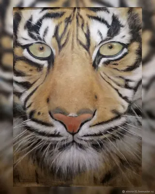 Уссурийский тигр - изображение в разных форматах