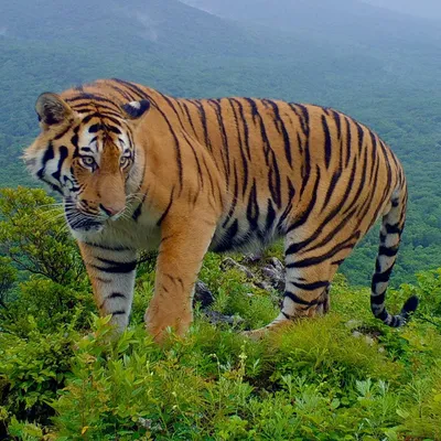 Уссурийский тигр - фотка для сохранения