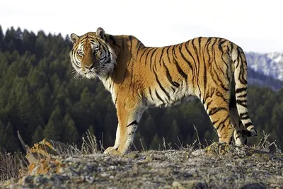 Изображение Уссурийский тигр в категории Тигры