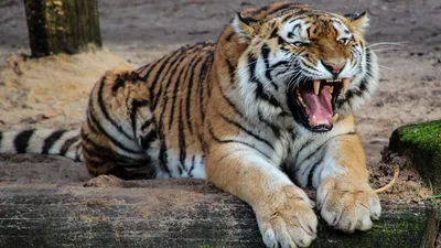 Картинка Уссурийский тигр в webp