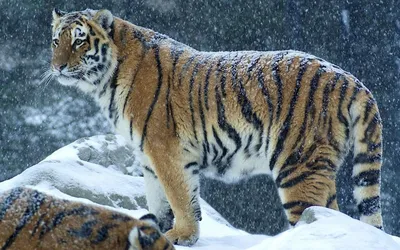 Изображение Уссурийский тигр в формате png
