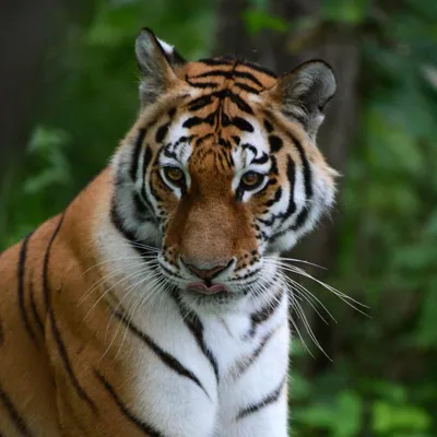 Изображение Уссурийский тигр в формате webp