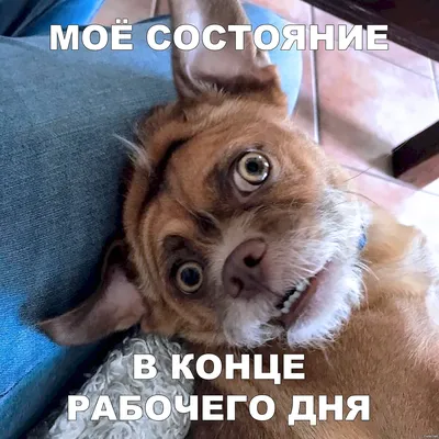 Смешные фотографии, которые поднимут настроение