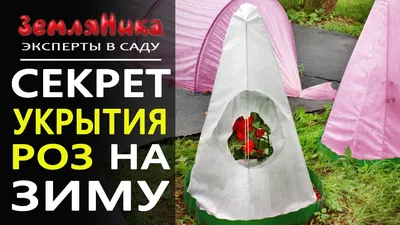 Утепление роз на зиму: фото розы в формате jpg с возможностью скачать